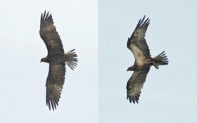 Western Osprey / Fischadler