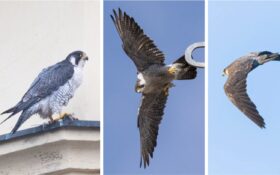 Arctic Peregrine / Arktischer Wanderfalke