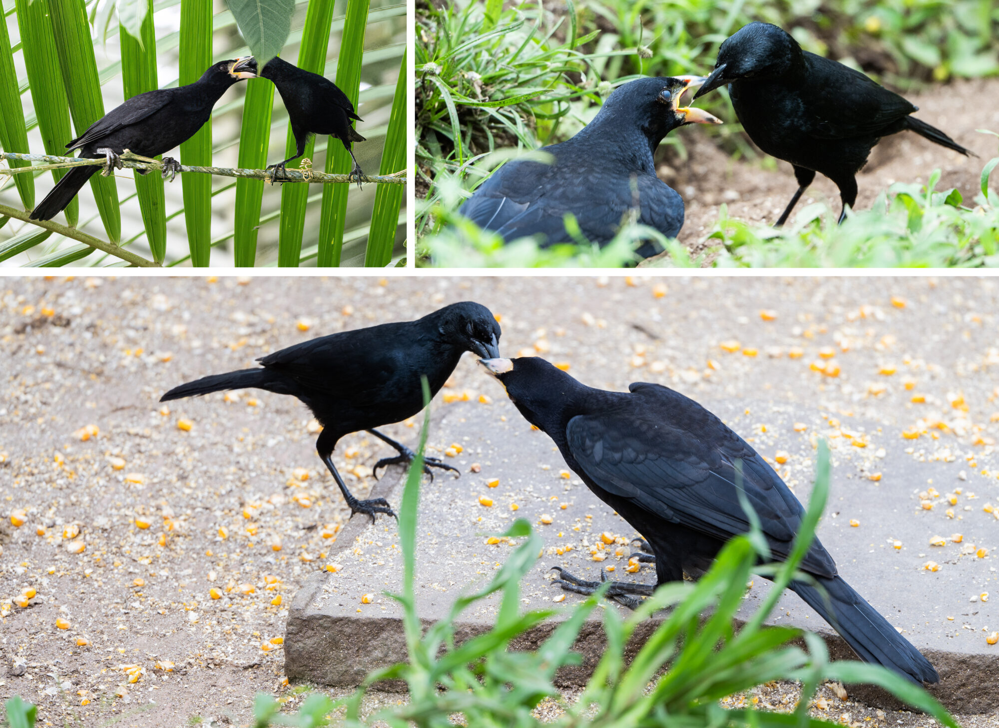 Scrub Blackbird feeding Giant Cowbird