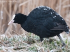 Blässhuhn / Coot