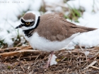 Flussregenpfeifer / Little Ringed Plover