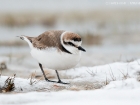 Seeregenpfeifer / Kentish Plover