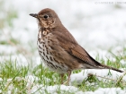 Singdrossel / Song Thrush