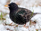 Star / Starling