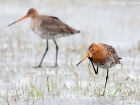 Uferschnepfe / Black-tailed Godwit