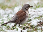 Wacholderdrossel / Fieldfare