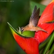 Erzeremit / Bronzy Hermit | Esquinas Regenwald/Costa Rica, 2010