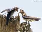 Nördliche Rauflügelschwalbe / Northern Rough-winged Swallow | Osa Halbinsel/Costa Rica, 2010