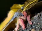 Augenspinner / Copaxa sp. | San Gerardo de Dota/Costa Rica, 2010