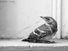 Bachstelze / White Wagtail