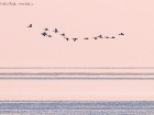 Brandgänse / Common Shelduck
