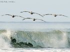 Braunpelikane / Brown Pelicans