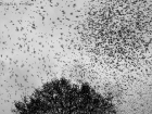 Bergfinken / Bramblings