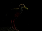 Cayenneralle / Gray-necked Woodrail