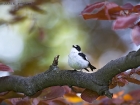 Halsbandschnäpper / Collared Flycatcher