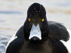 Reiherente / Tufted Duck