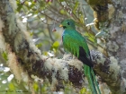 Quetzal / Resplendent Quetzal