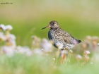 Rotschenkel / Common Redshank