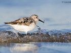 Sanderling