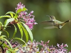 Vulkanelfe / Volcano Hummingbird