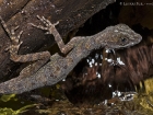 Wasseranolis / Water Anole | Corcovado Nationalpark/Costa Rica, 2010