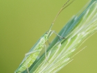 Weichwanze / Stenodema sp.