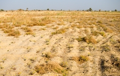 Habitat of Chestnut-bellied Sandgrouse, Al Bahnasa, Minya, Egypt
