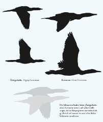 kormoran-zwergscharbe2_0