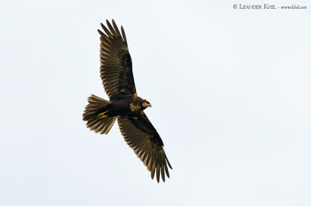 Rohrweihe / Marsh Harrier