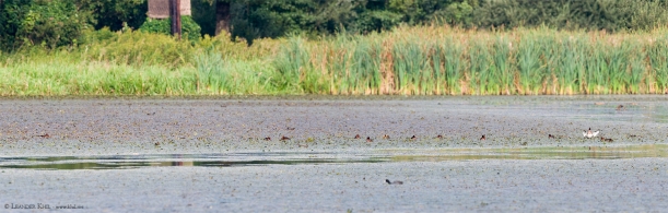 Moorente / Ferruginous Duck