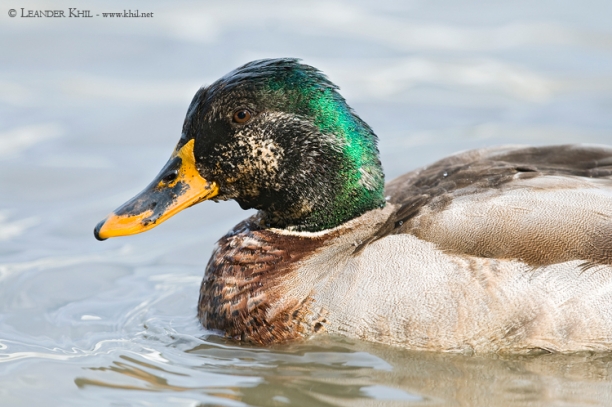 Stockente / Mallard