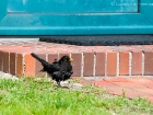 Amsel / Blackbird