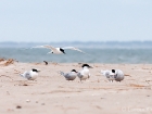 Seeschwalben / Terns