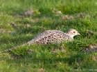 Fasan / Common Pheasant