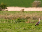 Nilgans / Egyptian Goose