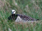 Nonnengans / Barnacle Goose