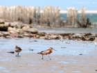Pfuhlschnepfe / Bar-tailed Godwit
