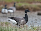 Ringelgans / Brent Goose