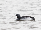 Sterntaucher / Red-throated Diver