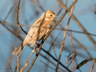 Common Reed Bunting / Rohrammer Common Reed Bunting / Rohrammer