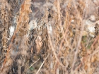 Common Reed Bunting / Rohrammer Common Reed Bunting / Rohrammer