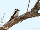 Tamariskenspecht / Sind Woodpecker