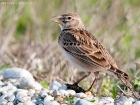 Kalanderlerche / Calandra Lark