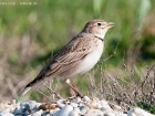 Kalanderlerche / Calandra Lark
