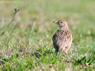 Kalanderlerche / Calandra Lark
