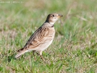 Kalanderlerche / Calandra Lark