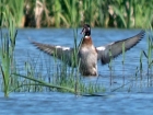 Hybrid Red-crested Pochard x Mallard Hybrid Red-crested Pochard x Mallard