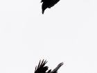 Kolkrabe / Raven
