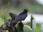 AlpenkrÃ¤he / Red-billed Chough