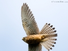 Turmfalke / Common Kestrel